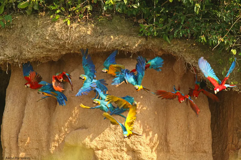 Red-and-green macaws at a clay lick in Tambopata National Reserve, in the Peruvian Amazon.